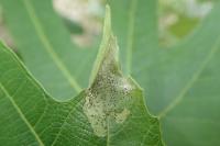 Choreutis nemorana