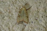 Aleimma loeflingiana