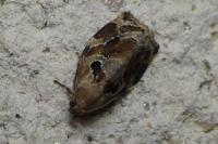 Archips xylosteana