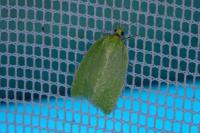 Tortrix viridana