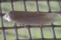Opostega salaciella