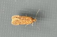 Bryotropha terrella