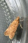 Bryotropha terrella