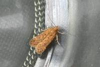 Bryotropha terrella