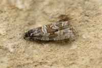 Celypha rivulana