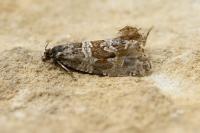Celypha rivulana