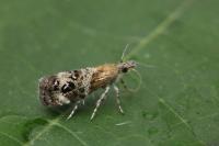 Tebenna micalis