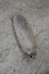 Agonopterix yeatiana