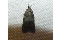 Cnephasia