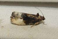 Hedya nubiferana