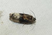 Hedya nubiferana