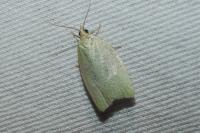 Tortrix viridana