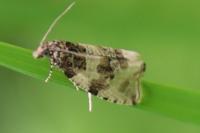 Orthotaenia undulana