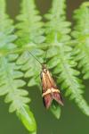 Nemophora degeerella