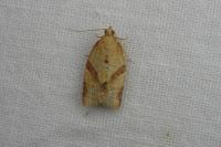 Clepsis consimilana