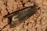 Lathronympha strigana