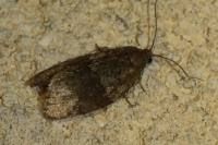 Syndemis musculana