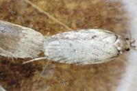 Agonopterix subpropinquella