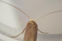 Nematopogon