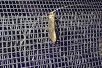 Nematopogon