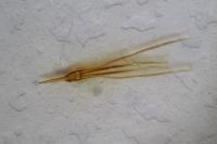 Nematopogon