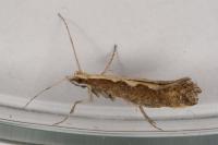 Plutella xylostella