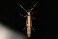 Plutella xylostella