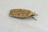 Agonopterix assimilella