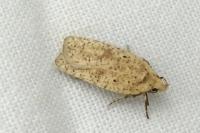 Agonopterix assimilella