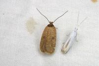 Agonopterix subpropinquella