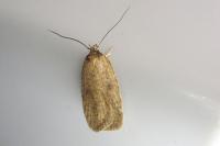 Agonopterix subpropinquella