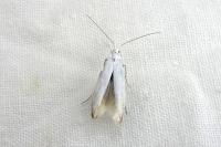 Coleophora kuehnella