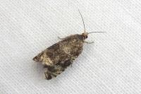 Celypha lacunana
