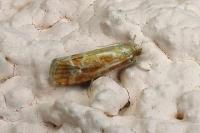 Rhyacionia buoliana