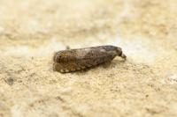 Dichrorampha