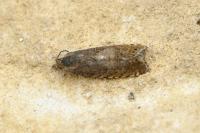 Dichrorampha