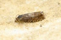 Dichrorampha