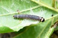 Archips xylosteana