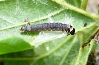 Archips xylosteana