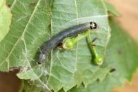 Archips xylosteana