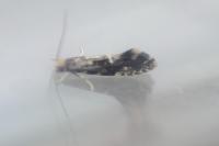 Nemapogon koenigi