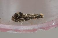 Nemapogon koenigi