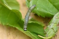 Archips xylosteana