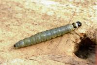 Archips xylosteana