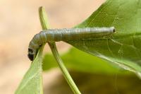 Archips xylosteana