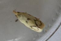 Agapeta hamana