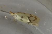 Agapeta hamana