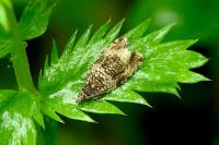 Celypha lacunana
