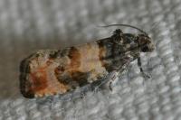 Piniphila bifasciana