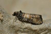Piniphila bifasciana